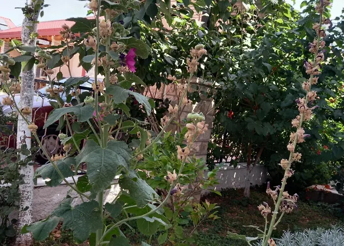 Sarah Do 8 Osoba Biograd Na Moru