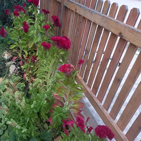 Sarah Do 8 Osoba 비오그라드나모루