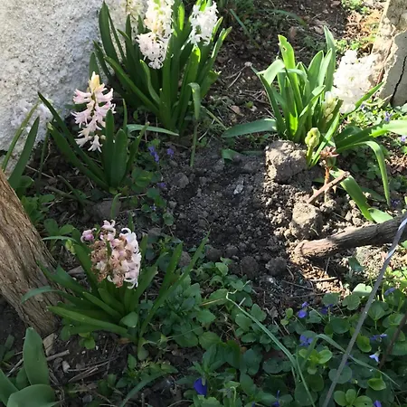 Sarah Do 8 Osoba 아파트