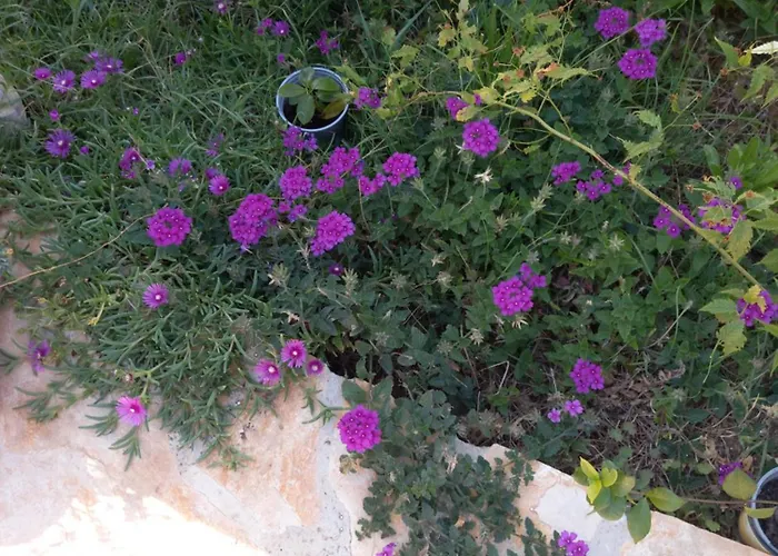 Sarah Do 8 Osoba 비오그라드나모루