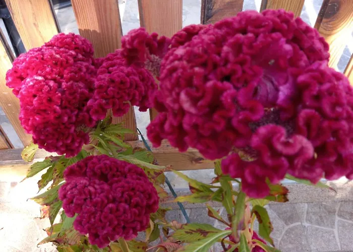 Sarah Do 8 Osoba * 비오그라드나모루