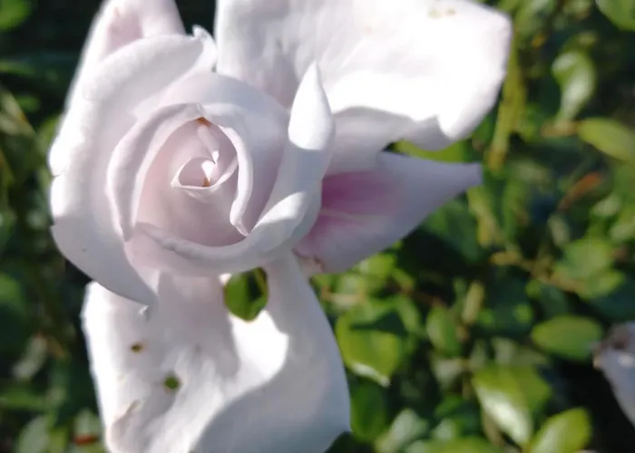 Sarah Do 8 Osoba 아파트