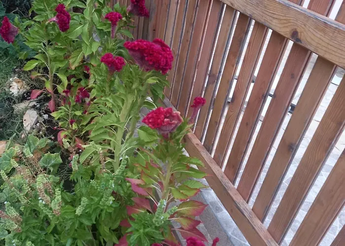 Sarah Do 8 Osoba 비오그라드나모루