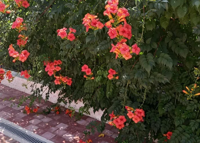 Sarah Do 8 Osoba 비오그라드나모루