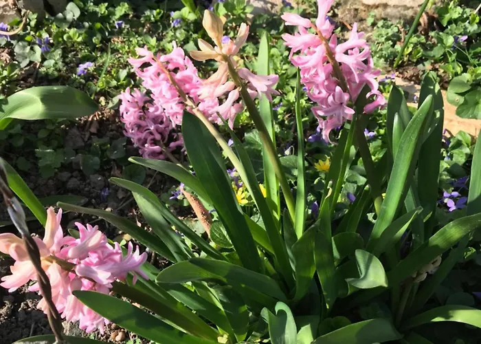 Sarah Do 8 Osoba 아파트