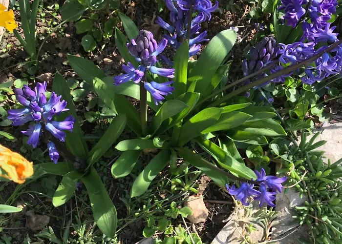 Sarah Do 8 Osoba * 비오그라드나모루